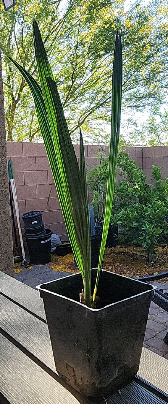 18+” 3+ Yr Old, 1 Medjool Date Palm, Phoenix Dactylifera Sapling In 3.5″ Pot