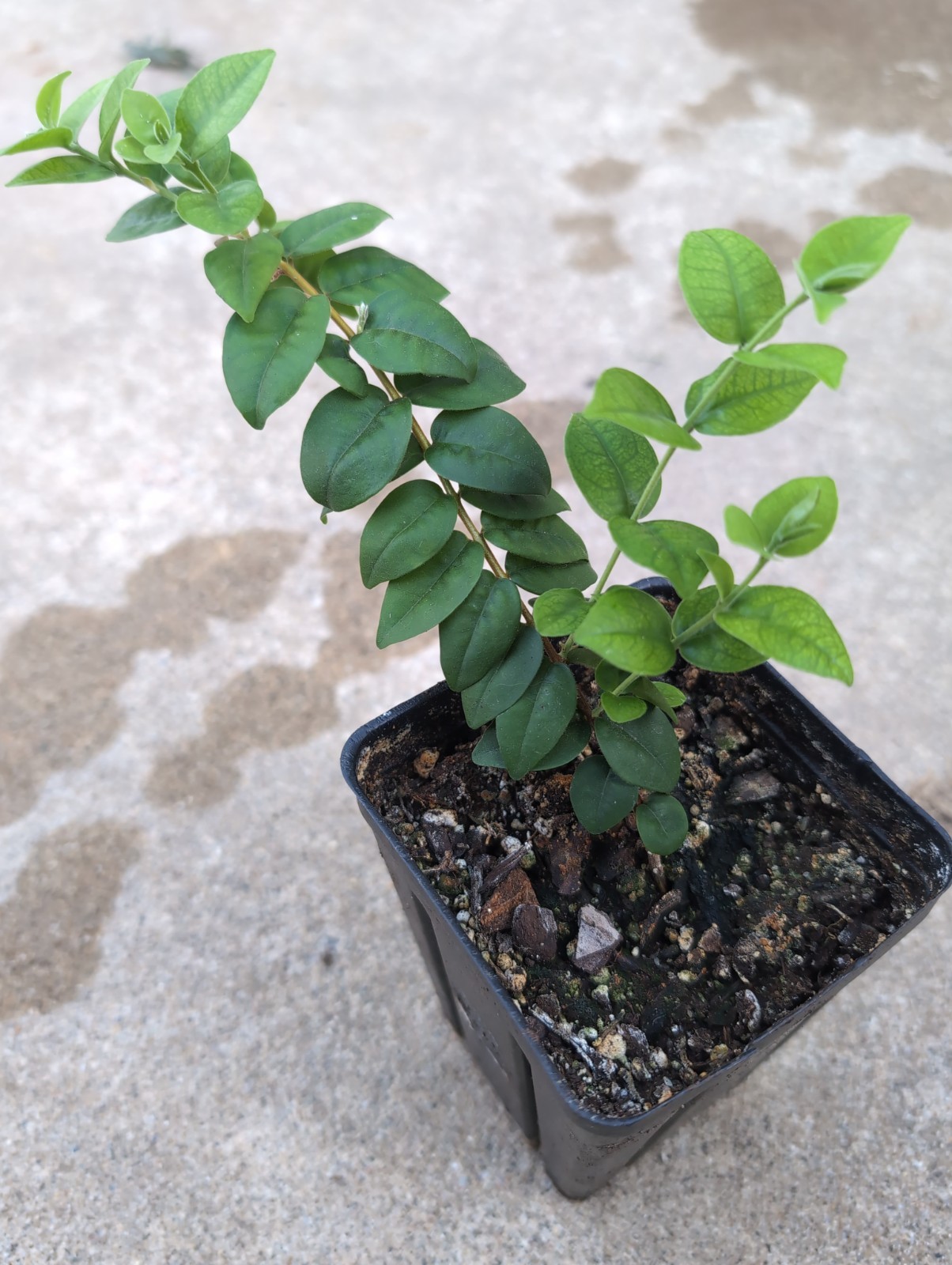 Eugenia sp. Palombeta | Rare Brazilian Myrtaceae Shrub | Live Plant