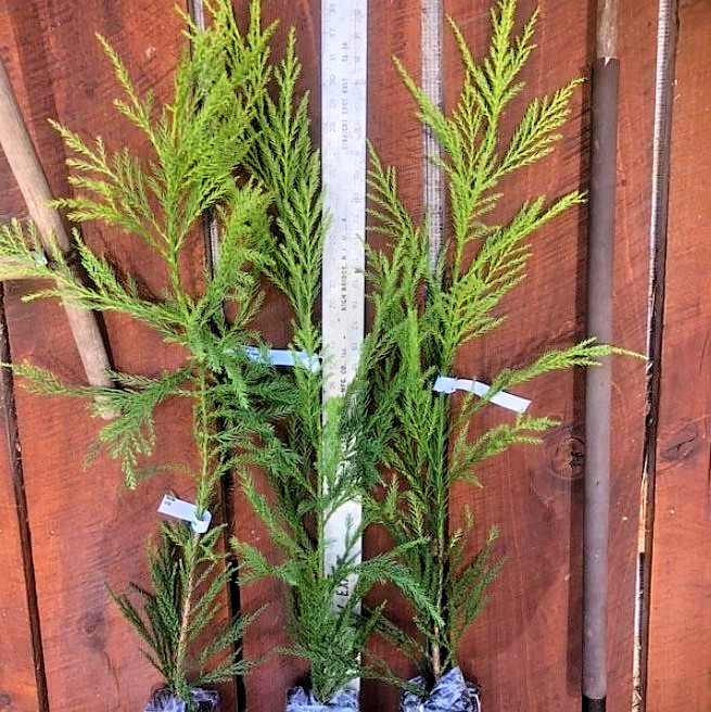 Cryptomeria Yoshino Japanese Cedar Live Tree – 6-10″ Tall – 1 Quart – Zones 6-9