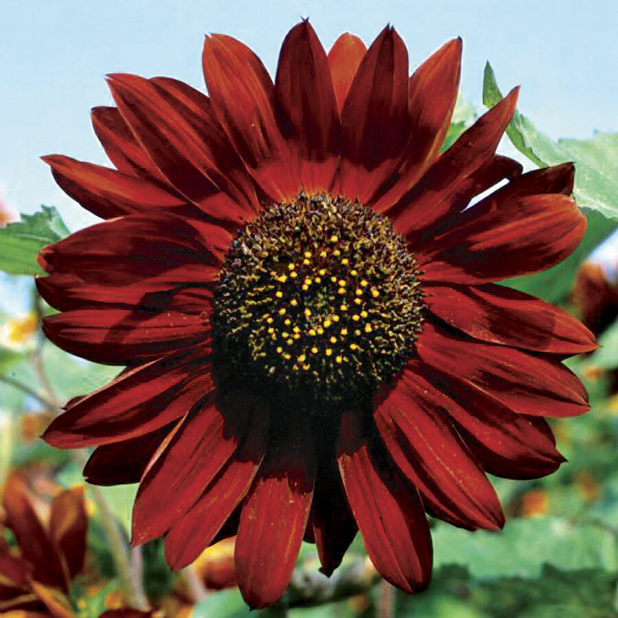 Sunflowers ALL SORTS MIX BULK 7 Varieties Beautiful Blooms Non-GMO 250 Seeds