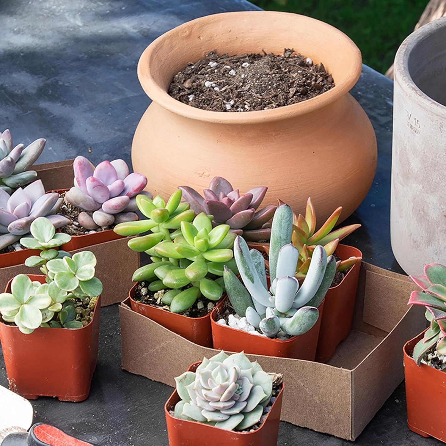 50-Pack Succulent Plant Tray – Gift for Plant Lovers