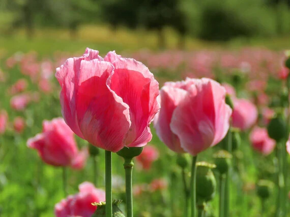 Queens Poppy UK Pharm Seeds.P.Som