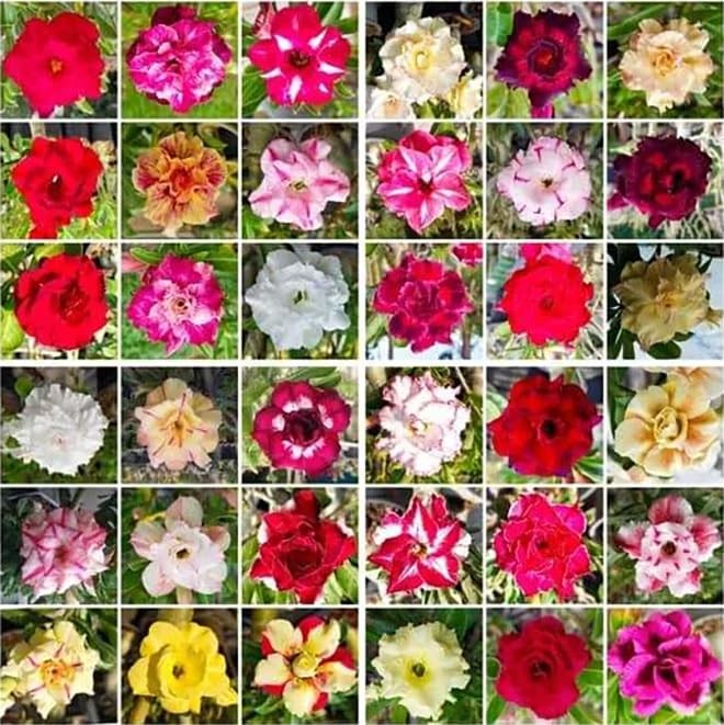 100 Desert Rose Seeds for Planting Mixed Color Ready Adenium Seeds, Natural