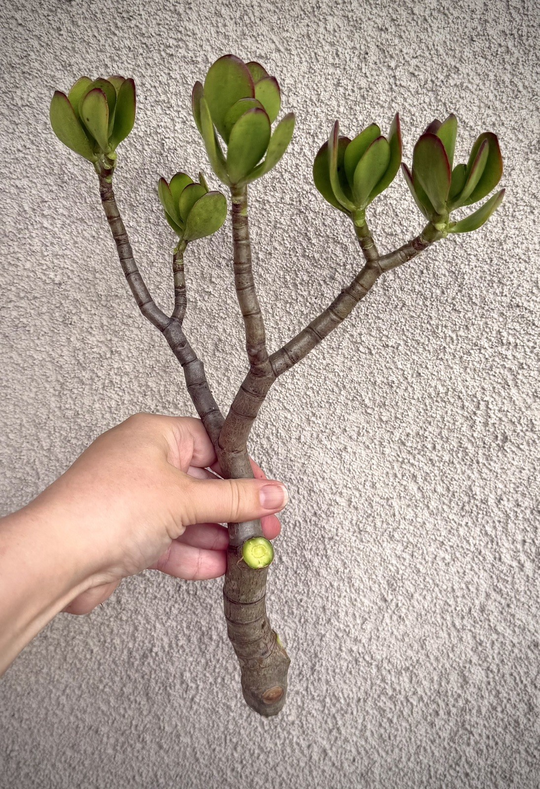 12”-14” Jade Crassula Ovata 1 stem Cutting red tippedlucky easy grow Succulent