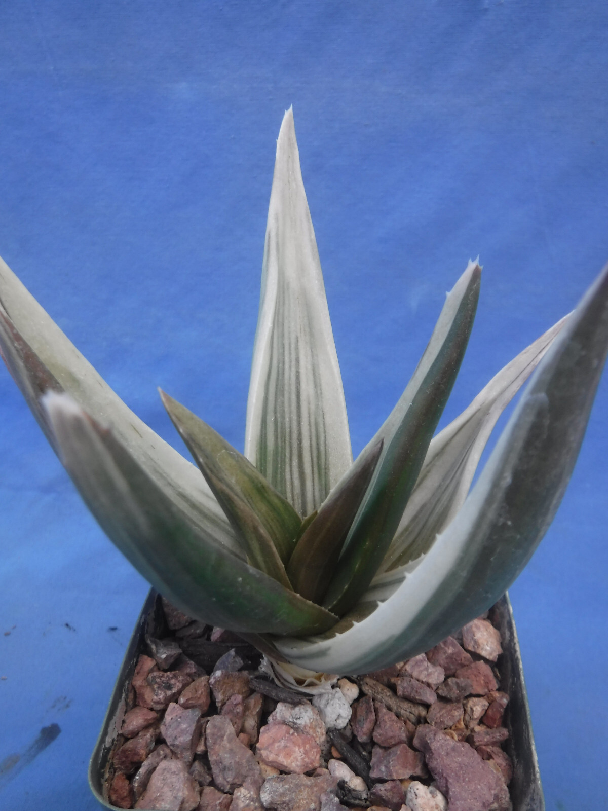 Aloe ‘Walmsley’s Bronze’ Starter Plants 2″-3″ Wide VARIEGATED! BRONZE in Sun!