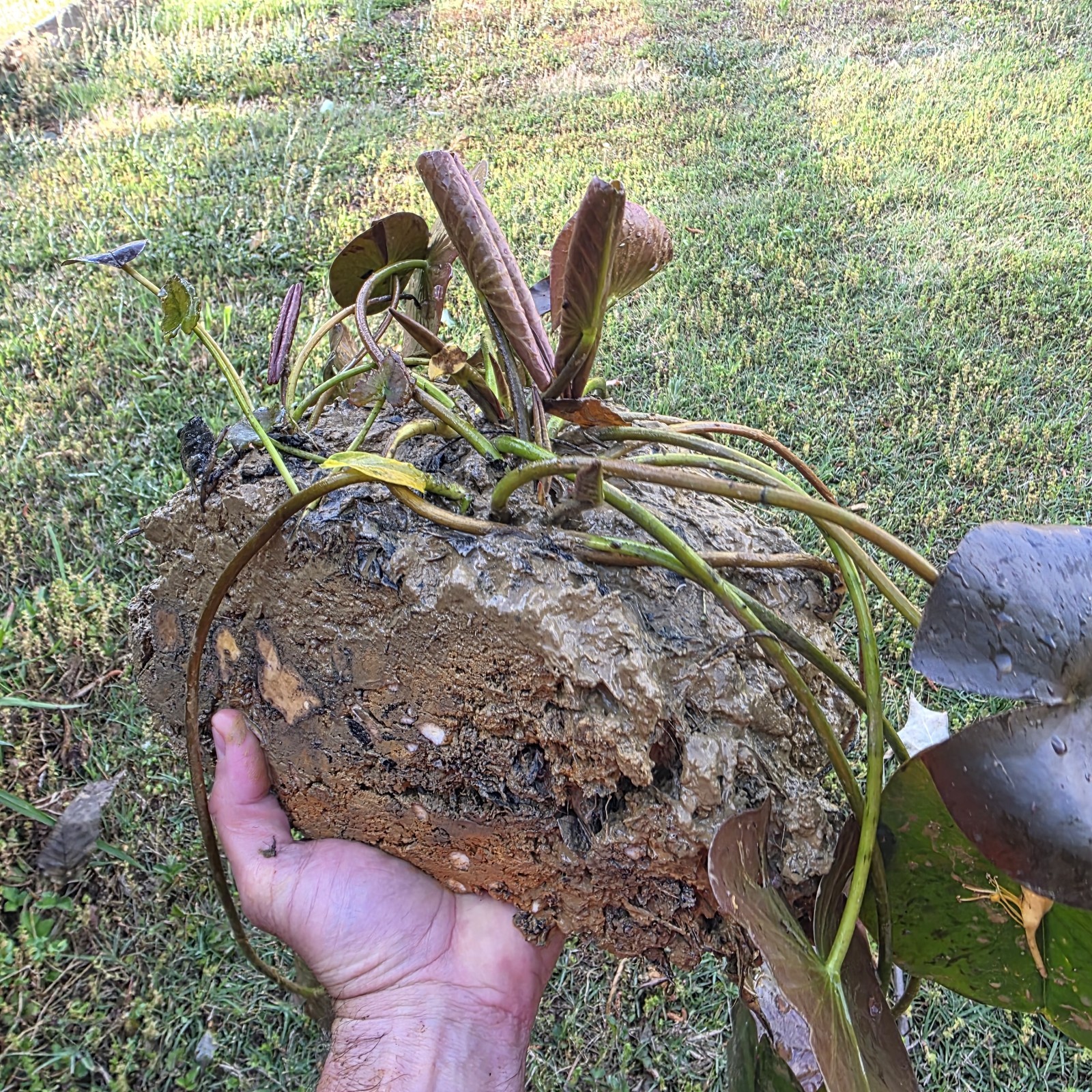 Pink Flowering Pond Lily Root Ball Aprox 10lb Shipped Fast & Fresh