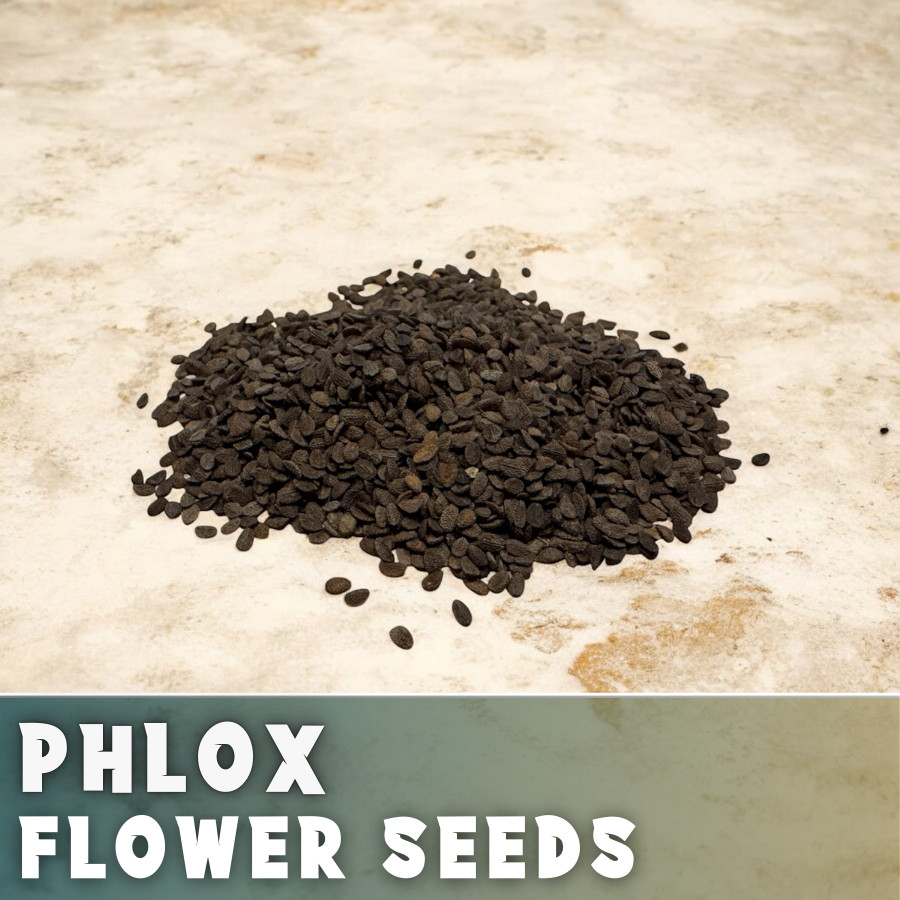 Phlox Seeds – 125 Seeds – Russet Radiance – Garden Bloom Annual Flower Seeds