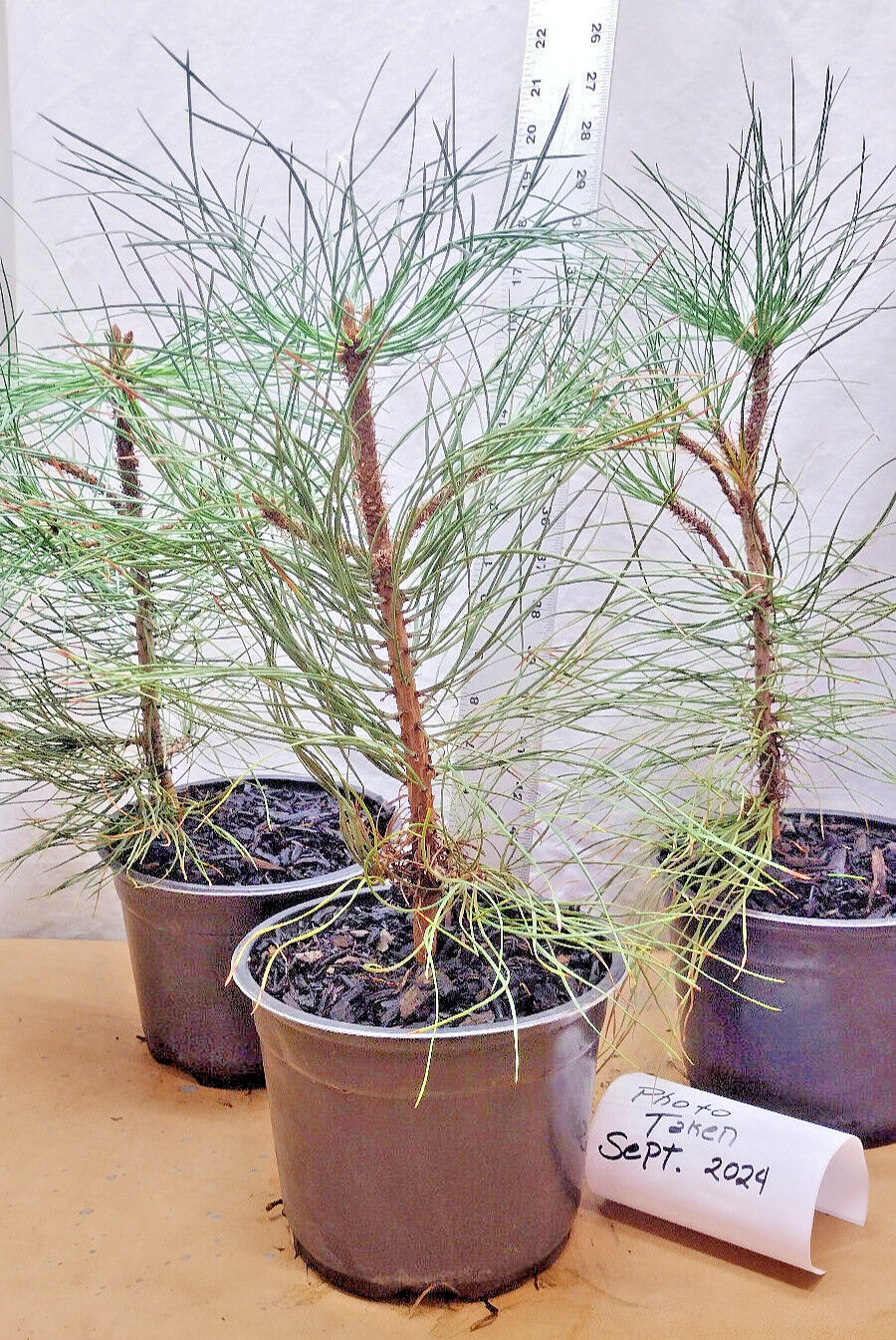 Native Ponderosa Pine Christmas Tree in nursery pot. Pinus.