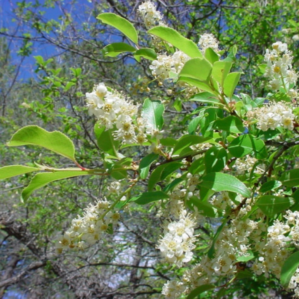 BLACK CHERRY Prunus Serotina 10,20 SEEDS