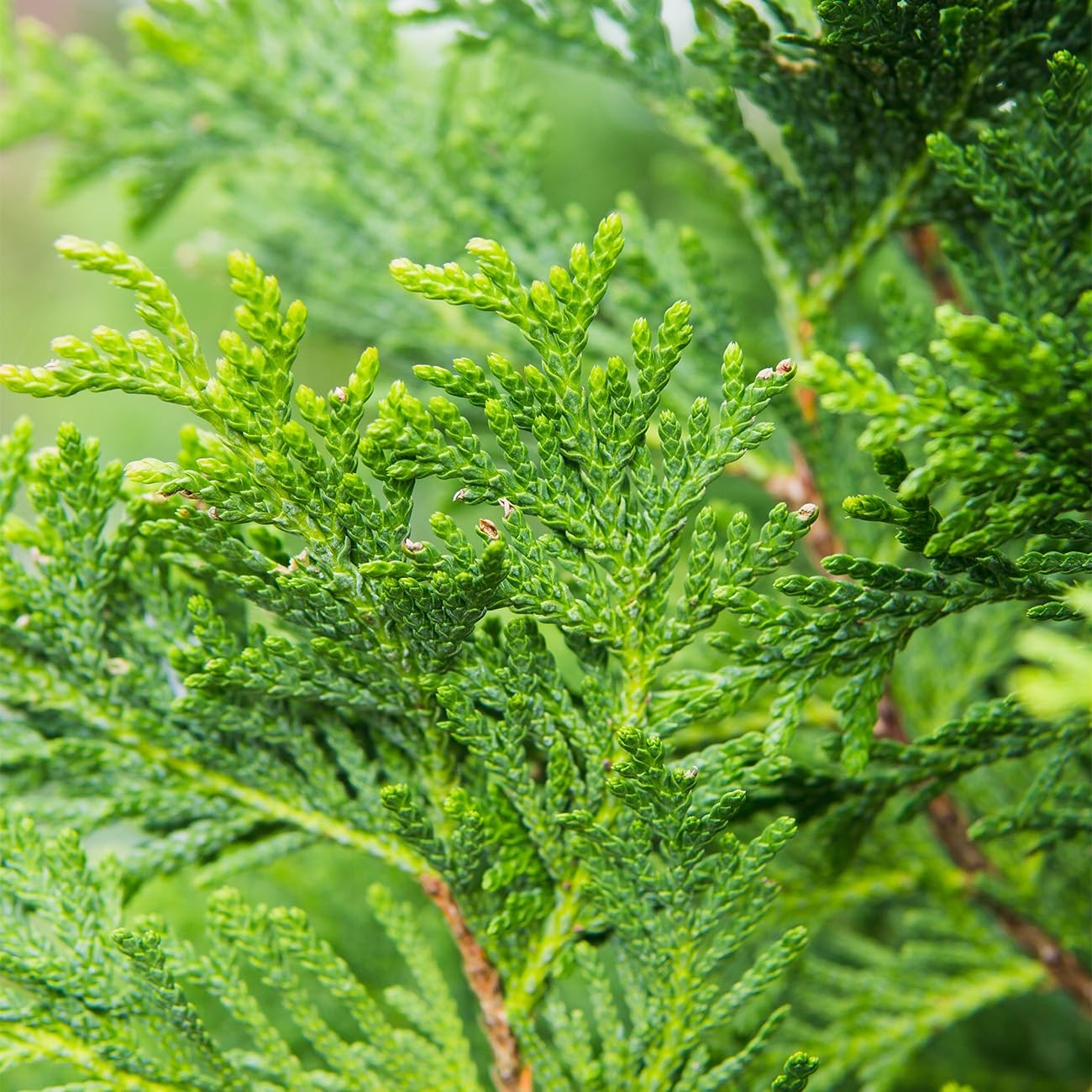 Perfect Plants Thuja Green Giant 3 Gallon Live Evergreen Tree For Landscaping