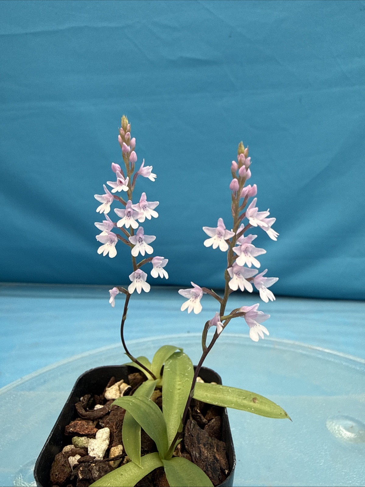Stenoglottis woodii BS Pink Purple Orchid Species 2″ Pot TWO GROWTHS + 2 SPIKES