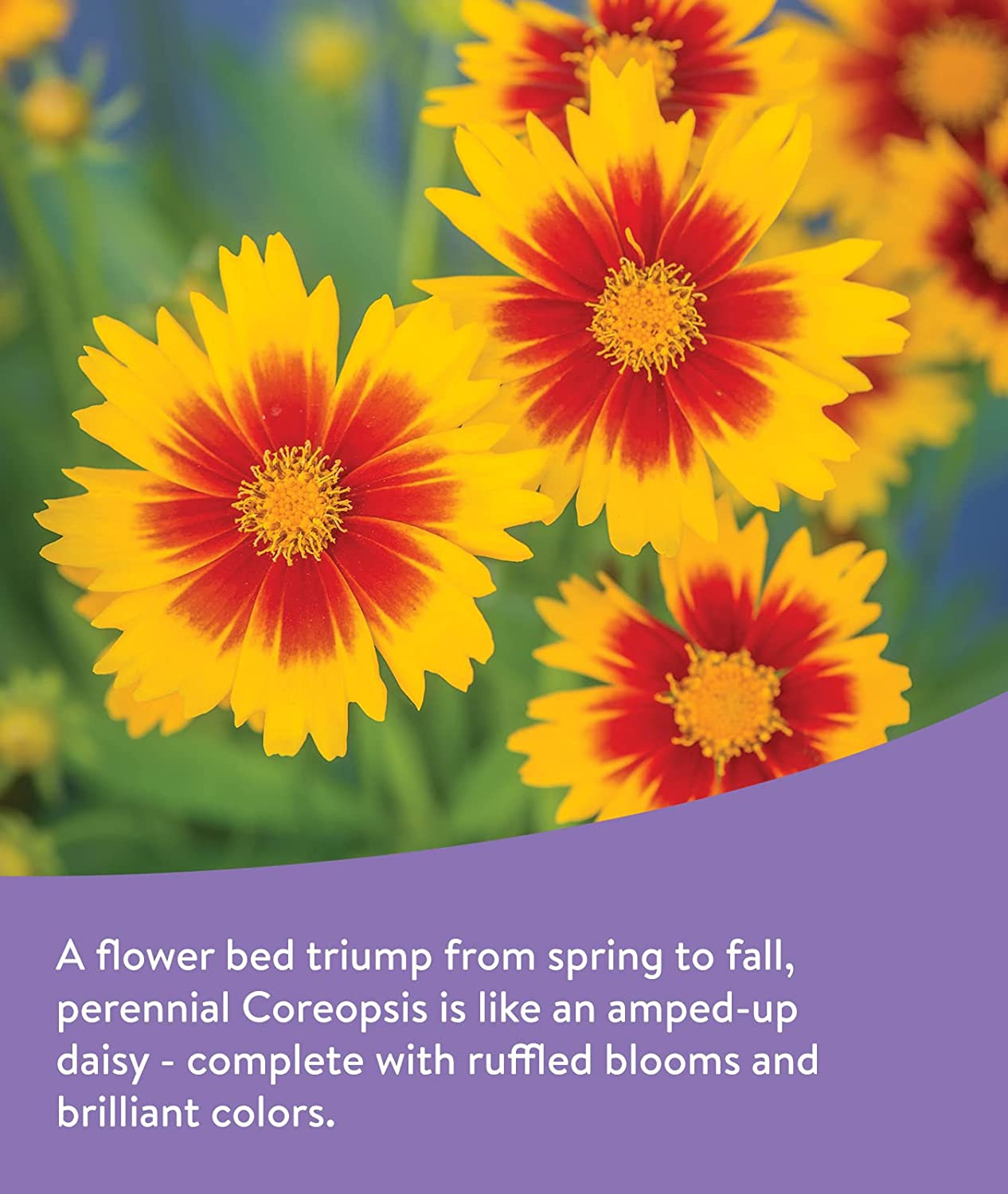 Burpee Wildflower 50,000 Bulk,18 Varieties of Flower Seeds Pollinator Garden