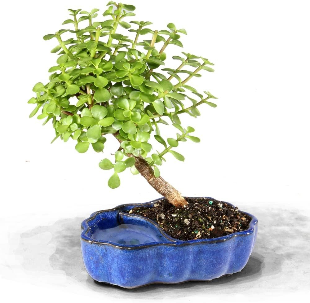 Elegant Dwarf Jade Bonsai in Zen Ceramic Pot – 3 , Low Maintenance Plant