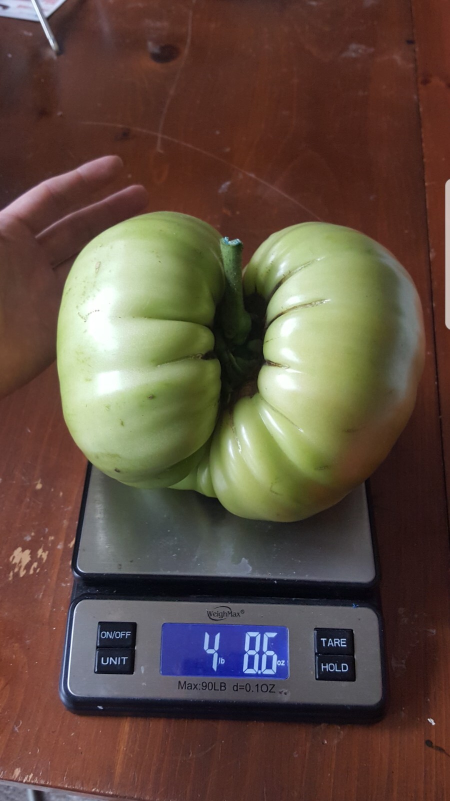 Giant Tomato Seeds X20! Big Zac! Award Winning! Can Produce Tomatoes over 5lbs!!