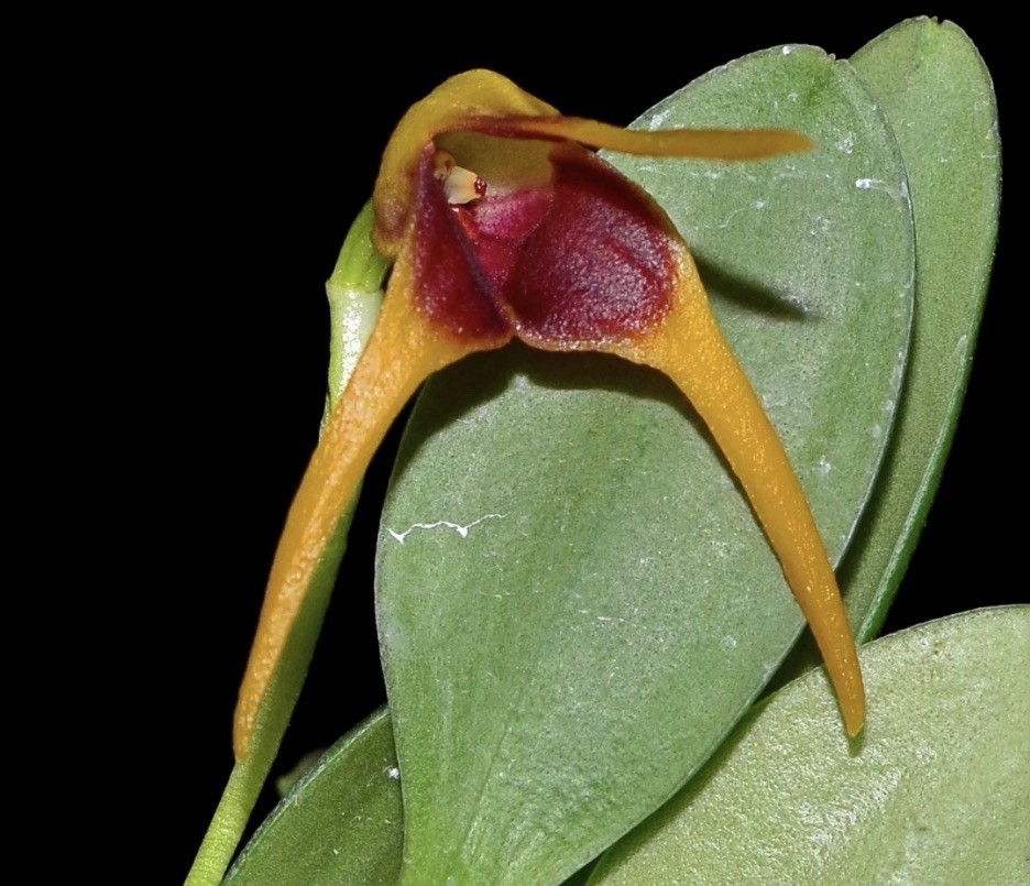 Masdevallia arangoi intermediate Growing Miniature Orchid Species
