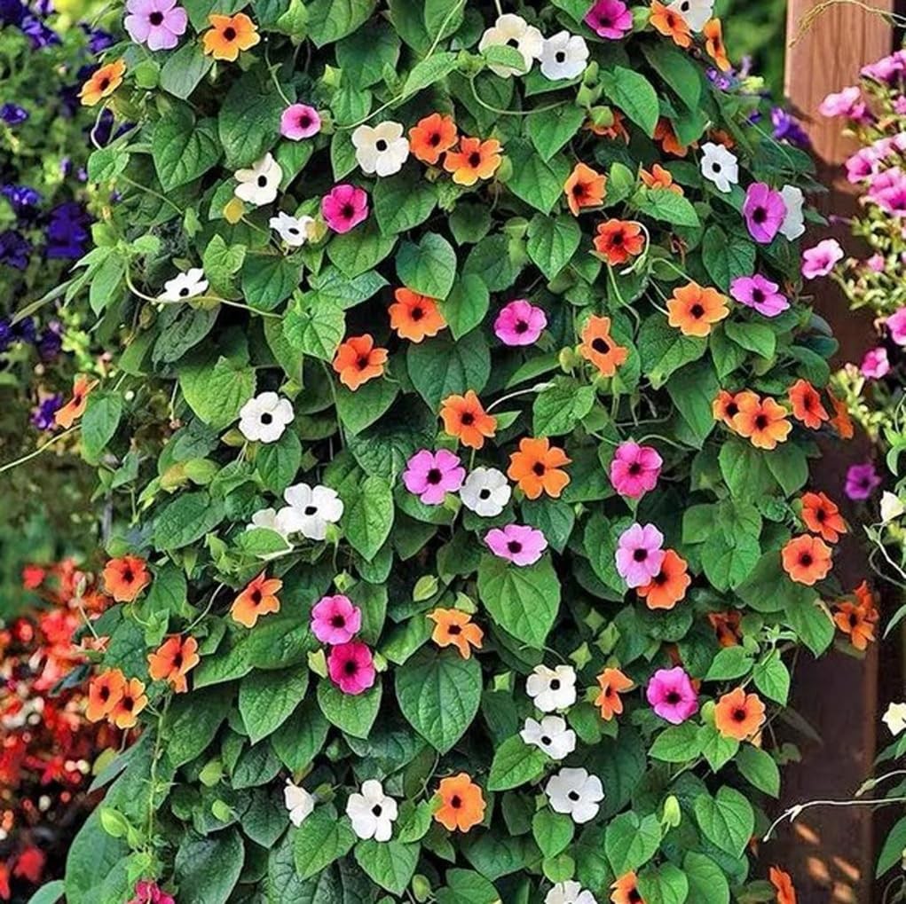 100PCS Black Eyed Susan Vine Seeds Mixed Color Perennial Pollinators Flower…