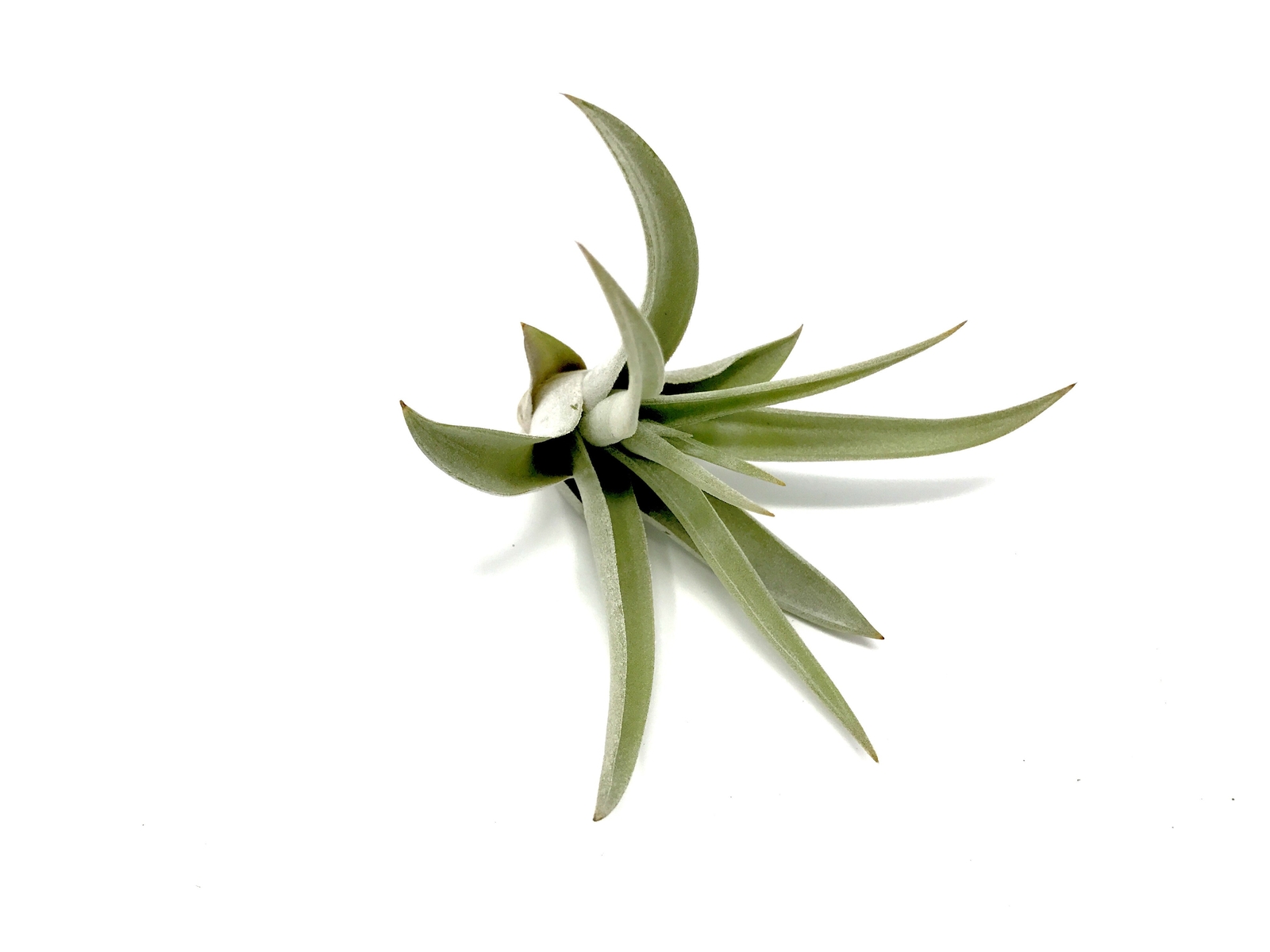 Harrisii Air Plant (Easy Care, Beginner Friendly Plant)