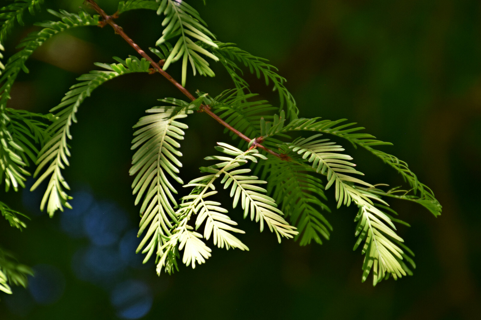 Jurassic Dawn Redwood | Tree Seed Grow Kit | The Jonsteen Company