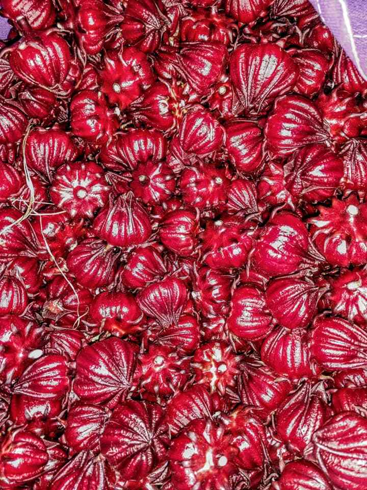 Hibiscus Sabdariffa/Jamaican Sorrel/Roselle/Florida Cranberry 40 Seeds
