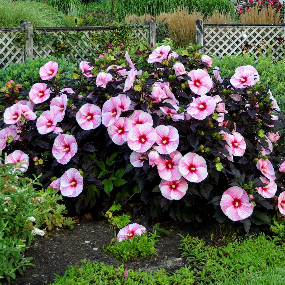 bush hibiscus STARRY STARRY NIGHT hardy perennial 2.5″ pot = 1 Live Potted Plant