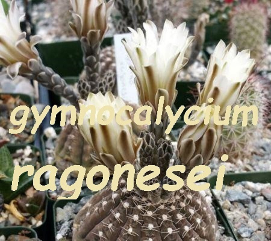 25 SEEDS gymnocalycium ragonesei, rare exotic unusual dark brown cacti Argentina