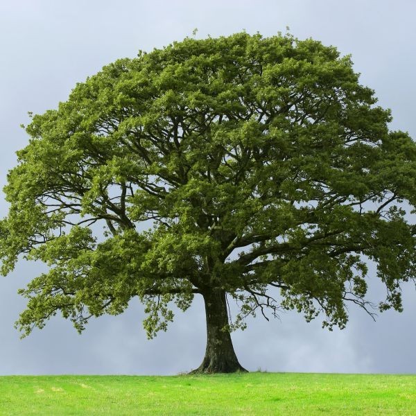 3 Sawtooth Oak Tree 12-24″ Quercus acutissima Bare Root