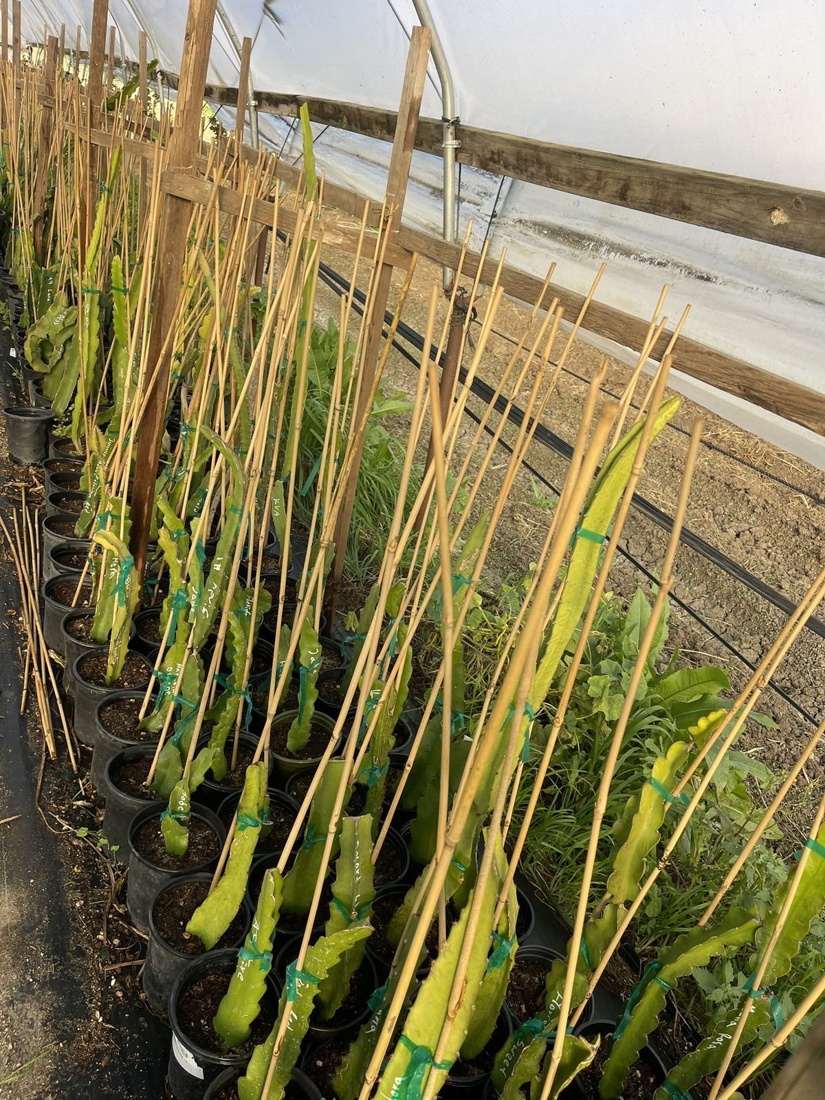 Mature cuttings of “BLACK AFRICANIS” 14-18 inch long!