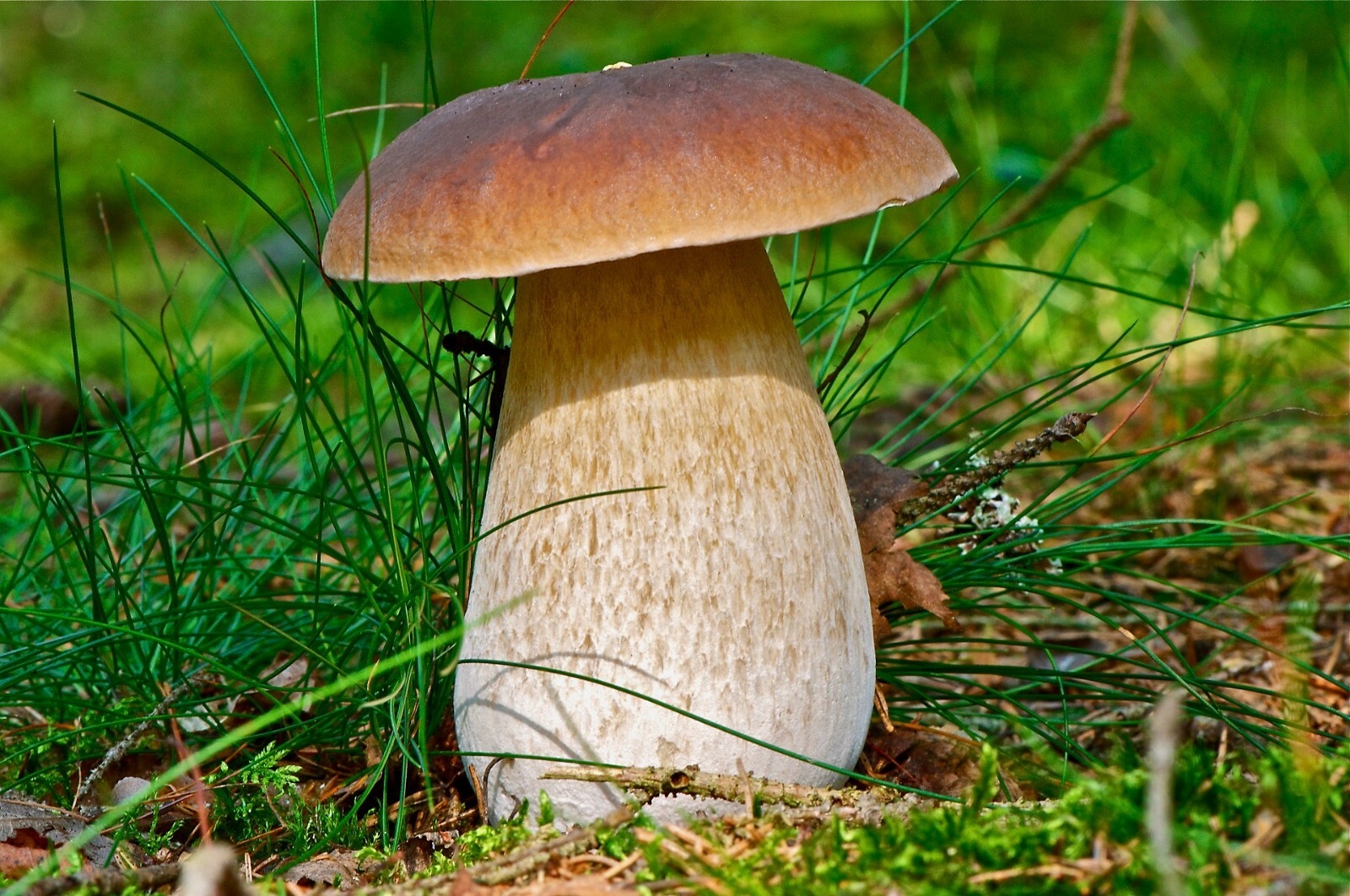 Seeds Porcini Mushroom Boletus White Mycelium Spawn Spores Organic Ukraine