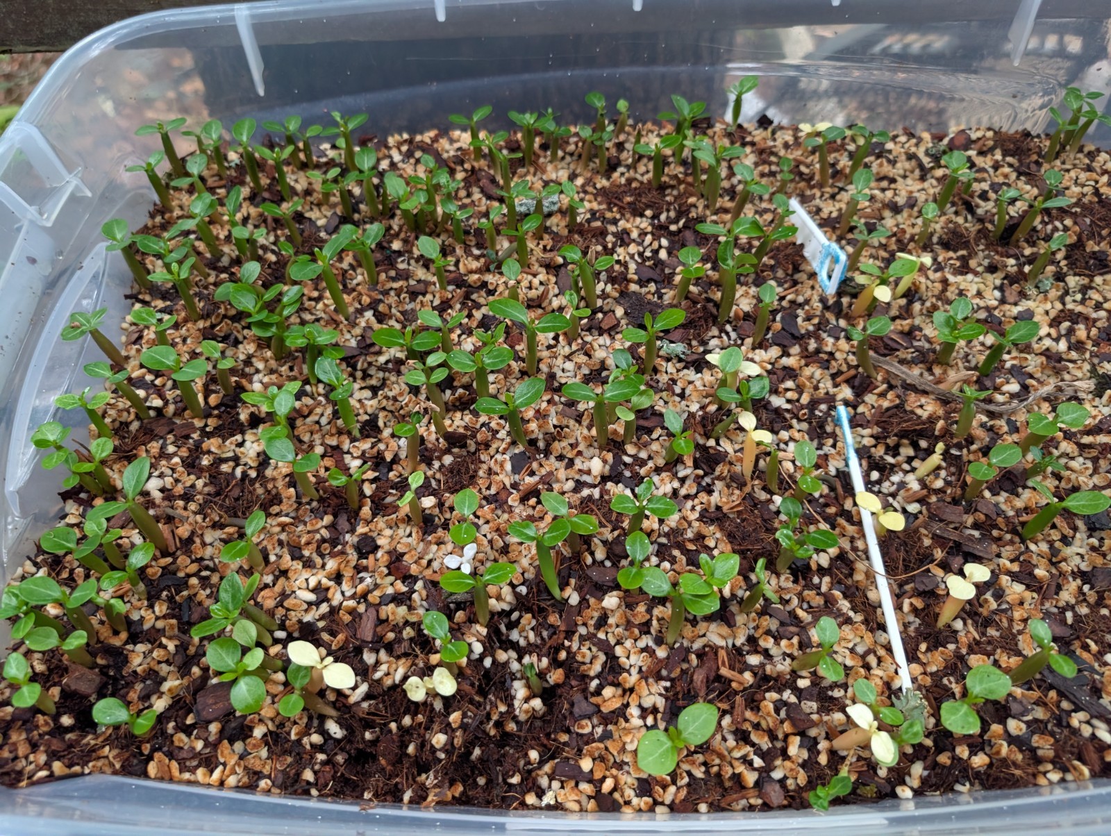 20 Desert Rose Seeds, Adenium obesum and Adenium arabicum