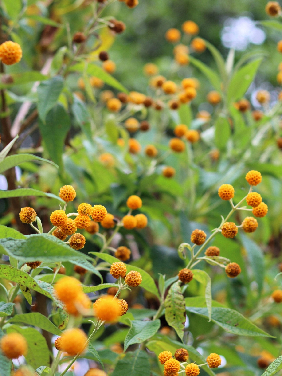 10 ORANGE BALL TREE / GOLDEN BUTTERFLY BUSH Buddleja Globosa Shrub Flower Seeds