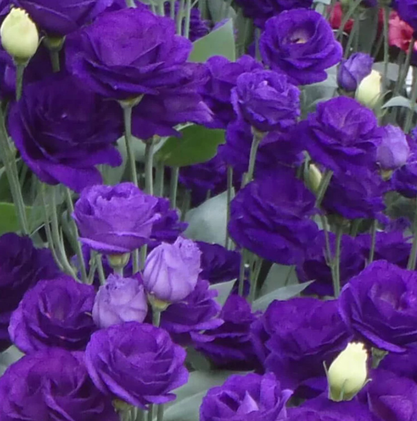 Lisianthus Doublini Blue I Live Plant Plug, 1–3″ Tall, Blue Flowering Lisianthus