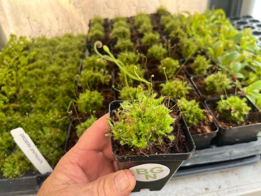 Spoon-leaf Sundew – Drosera spatulata – Carnivorous Plant