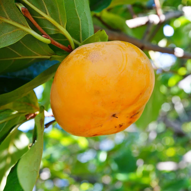 American Persimmon Tree (NO CA) – Bare Root 18-24″ | Diospyros virginiana