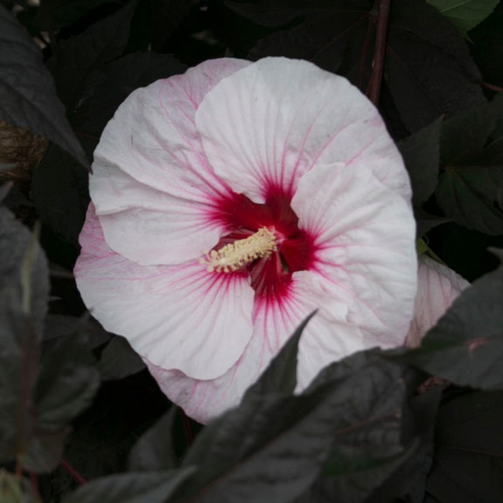 bush hibiscus PERFECT STORM big flowers hardy 2.5″ pot = 1 Live Potted Plant