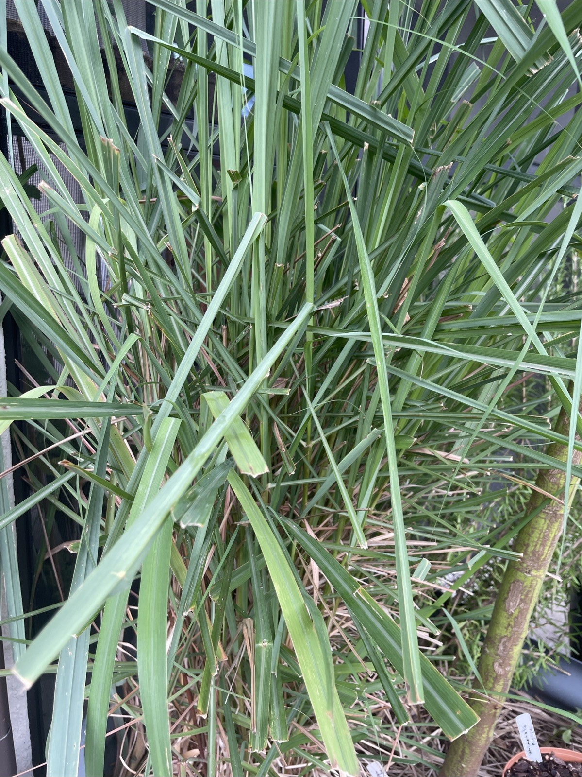 2 Live Lemongrass Stalks for Planting Easy to Root Culinary Herb Tea Plant