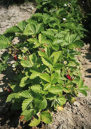 Fragaria (Strawberry) vesca Alexandria 1,000 seeds