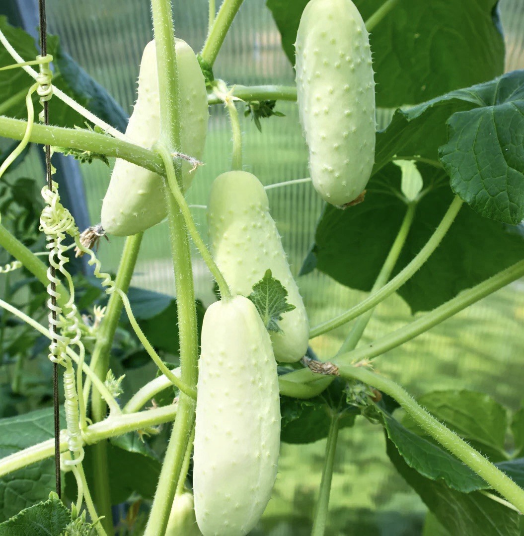 50+ Cucumber Seeds – White Wonder – Vegetables Seeds Heirloom & Non- GMO USA