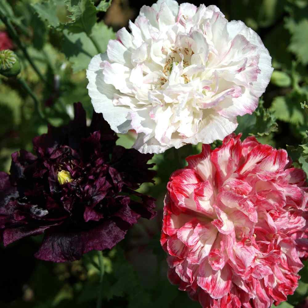 10000 Seeds Peony Seeds Antique Shades Mixture