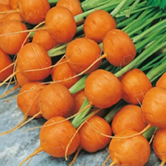 300 PARISIAN MARKET CARROT SEEDS ~ heirloomseedguy ~ 2026 ~ NON-GMO