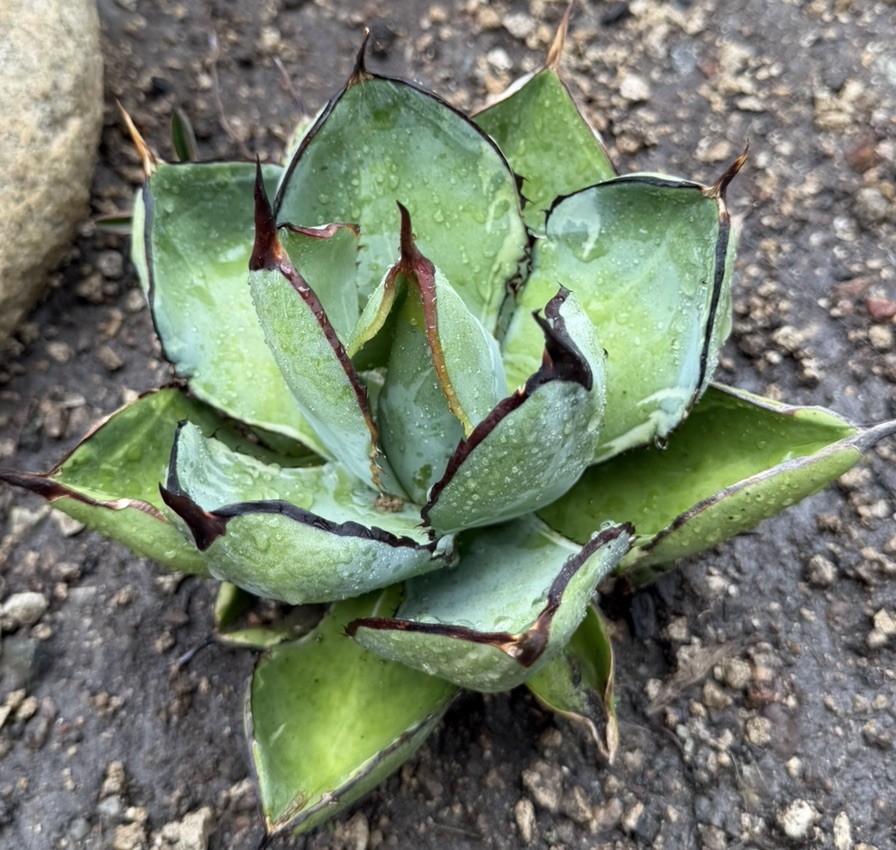 Agave Titanota ‘Juggernaut’ Variegated black and blue
