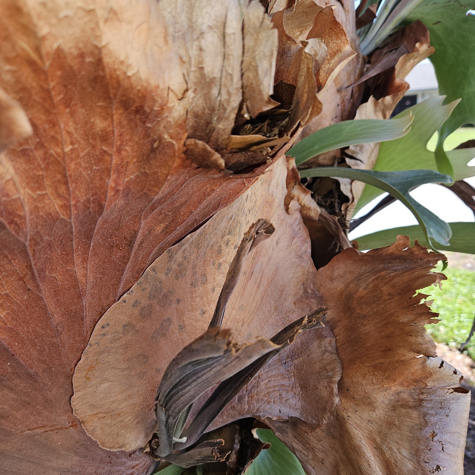 STAGHORN FERN, LARGE PLANT. OVER 20 YEARS OLD, LOCAL PICKUP ONLY.