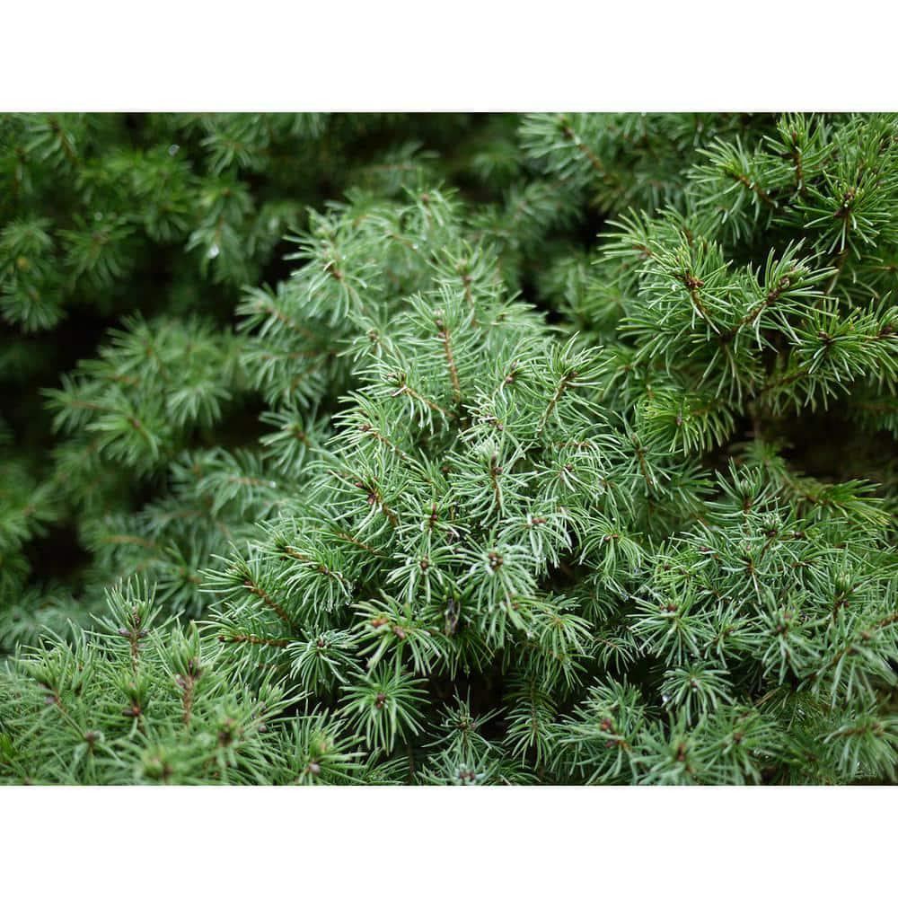 1 Gal. Dwarf Alberta Spruce Shrub Aromatic and Soft Evergreen Foliage NEW