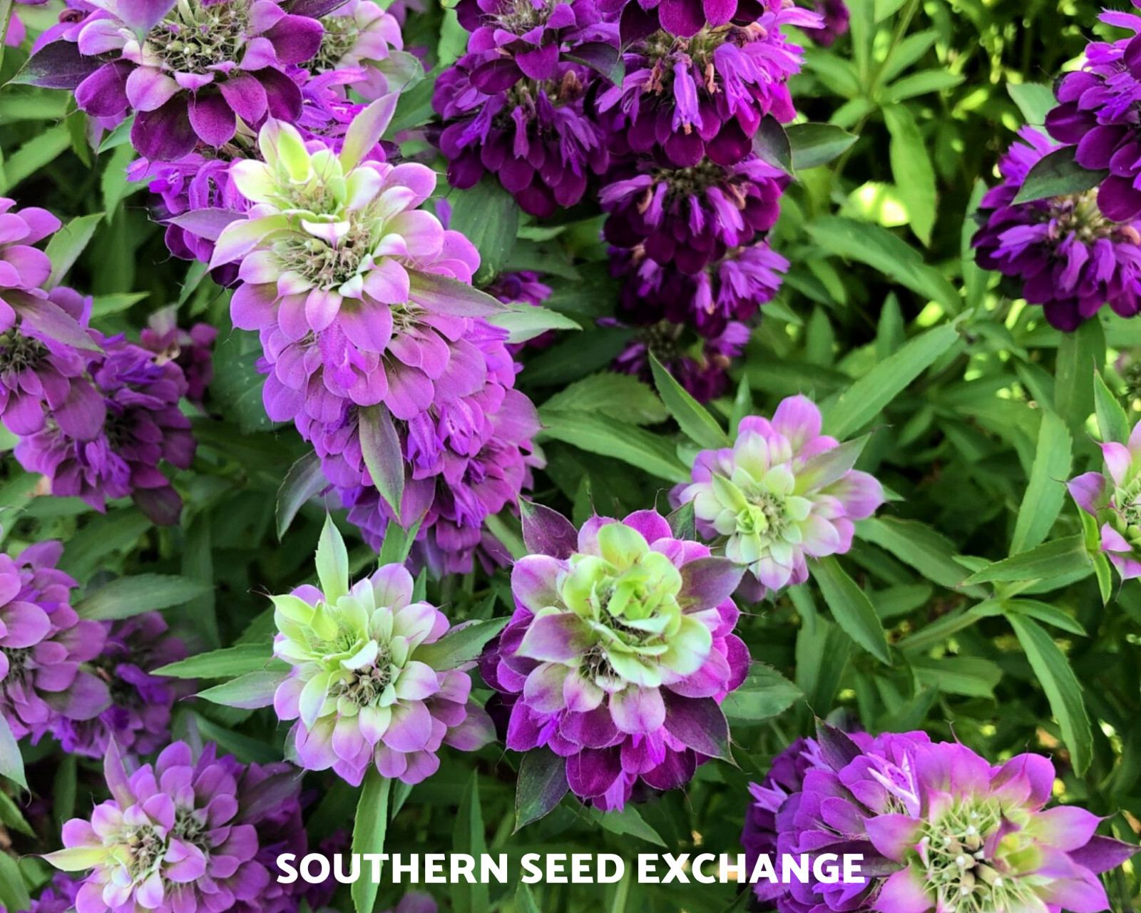 Bee Balm, Lemon Bergamot – 100 Seeds, Heirloom Herb (Monarda citriodora)