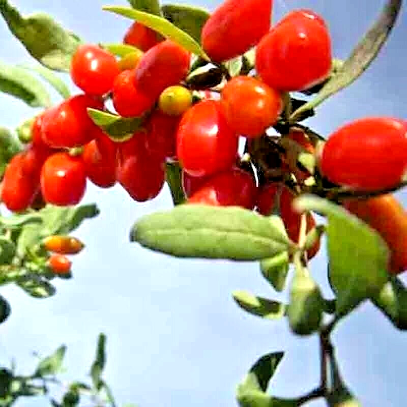 500+ GOJI BERRY SEEDS AUTUMN PERENNIAL NON-GMO CHINESE WOLFBERRY HARDY FRUIT USA