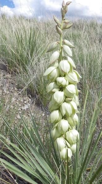 Yucca Glauca (Soapweed Yucca, Prairie, Spanish Bayonet, Bear Grass)