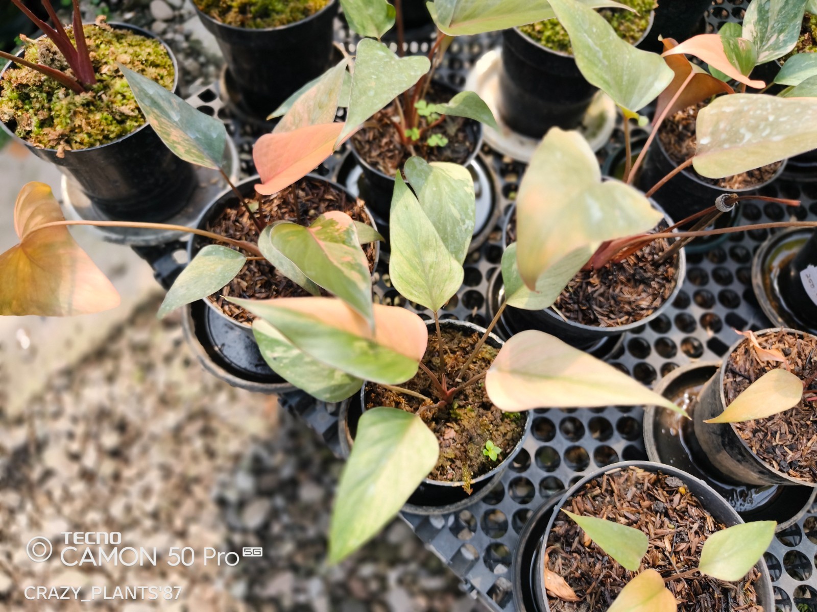 Homalomena Pink Diamond Variegated Beauty — Wholesale And Retail