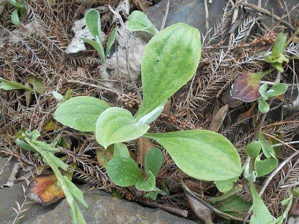 Antennaria plantaginifolia | Plantain Leaf | Ladies Tobacco | 1000 Seeds