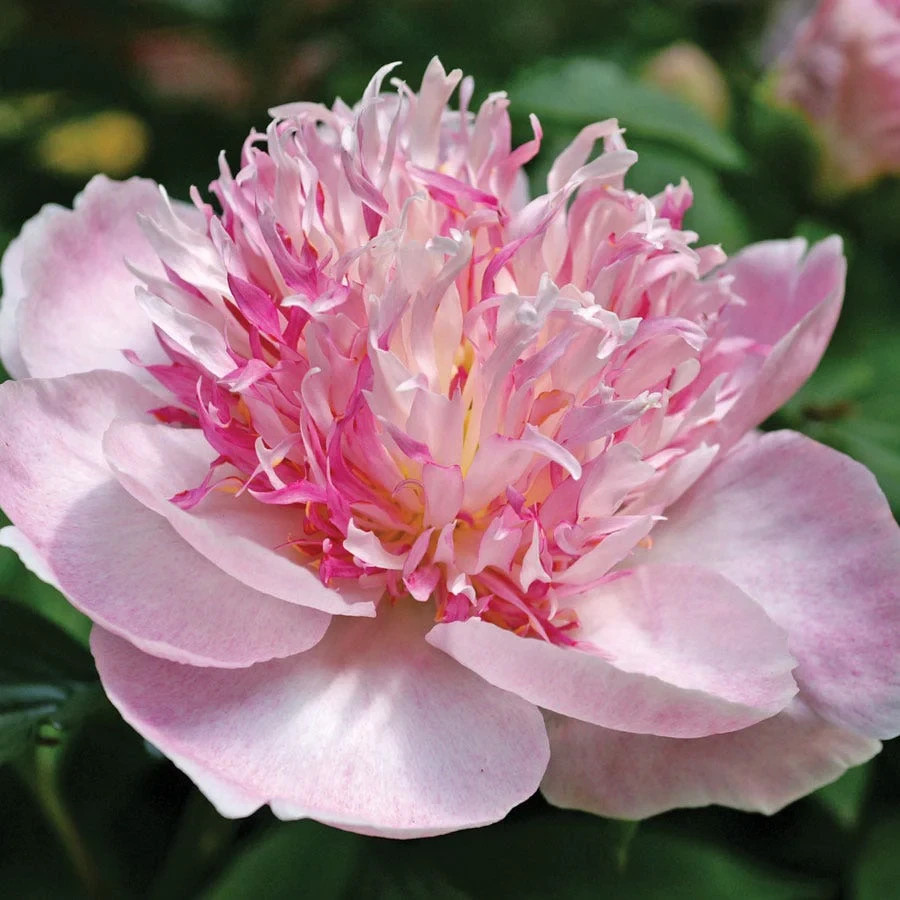 1 Bareroot Do Tell Peony