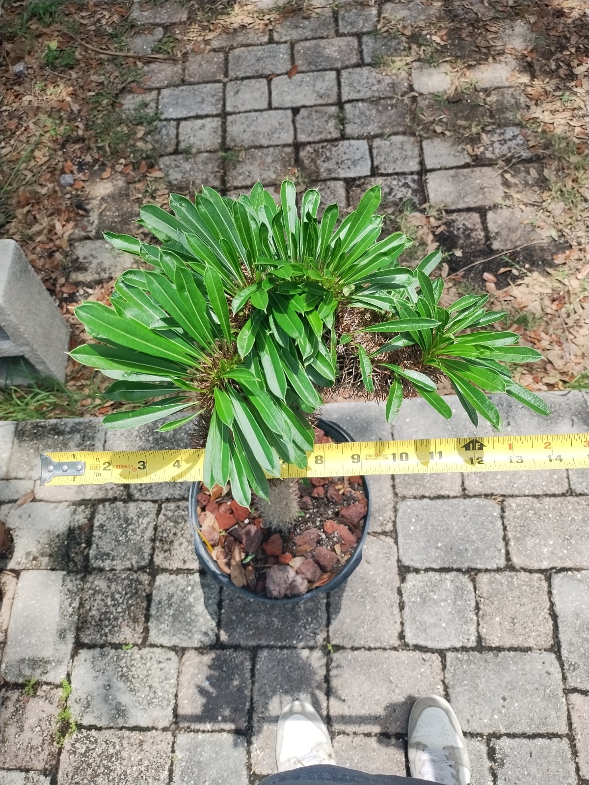 Crested Madagascar Palm, Impressive!Pachypodium lamerei 44 Inches Tall #2