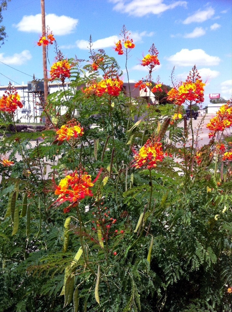 MEXICAN RED BIRD of PARADISE SEEDS (C. Pulcherrima) DWARF POINCIANA Flower Shrub